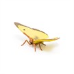 Papo 50288 Spielfigur Postillon | Bild 6