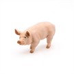 Papo 51044 Spielfigur Eber | Bild 5