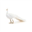 Papo 51192 Spielfigur Weisser Pfau | Bild 3