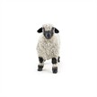 Papo 51194 Spielfigur Walliser Schwarznasenschaf | Bild 4