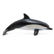 Papo 56055 Spielfigur Gemeiner Delfin | Bild 3