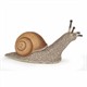 Papo - Schnecke 7 cm