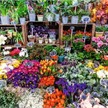 Ravensburger 01815 Puzzle Blumenmarkt, Frankreich | Bild 2