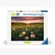 Ravensburger Puzzle 00592 Pusteblumen im Sonnenuntergang