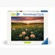 Ravensburger Puzzle 00592 Pusteblumen im Sonnenuntergang