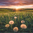 Ravensburger Puzzle 00592 Pusteblumen im Sonnenuntergang | Bild 2
