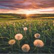 Ravensburger Puzzle 00592 Pusteblumen im Sonnenuntergang | Bild 2