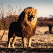 Ravensburger Puzzle 00733 Löwe 1500 Teile | Bild 2