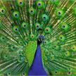 Ravensburger Puzzle 01332 Der Pfau | Bild 2