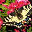 Ravensburger Puzzle 01335 Der Schmetterling | Bild 2