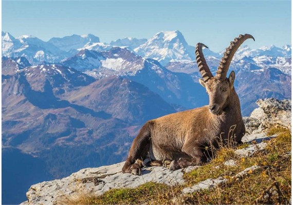 Ravensburger Puzzle 01607 Steinbock im Toggenburg