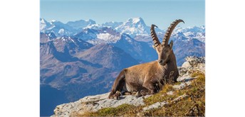 Ravensburger Puzzle 01607 Steinbock im Toggenburg
