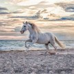 Ravensburger Puzzle 16586 Pferd am Strand | Bild 2