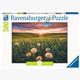 Ravensburger Puzzle 16990 Pusteblumen im Sonnenuntergang