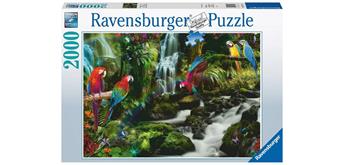 Ravensburger Puzzle 17111 - Bunte Papagei im Dschungel