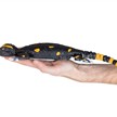 Revell 24705 Robo Friends Salamander | Bild 5