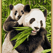 Schipper - Malen nach Zahlen - Pandabären | Bild 2