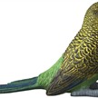 Schleich 14939 Wellensittich | Bild 4