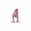 Schleich 72272 Pink T-Rex | Bild 6