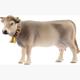 Schleich Farm World 13874 Braunvieh Kuh 7.8 cm