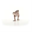 schleich® Dinosurs 15048 Carcharodontosaurus | Bild 4
