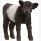 Schleich® Farm World 13969 Galloway Kalb