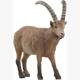 schleich® Wild LIfe 14873 Steinbock