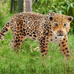 Schleich Wild LIfe 14769 - Jaguar | Bild 2