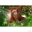 Schleich Wild LIfe 14775 - Orang Utan Weibchen | Bild 4