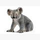 Schleich Wild Life 14815 Koala Bär