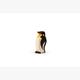Trauffer 1537 Pinguin gross